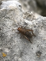 Neonemobius mormonius