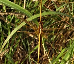 Libellula needhami