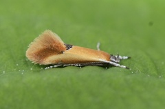 Batia lunaris
