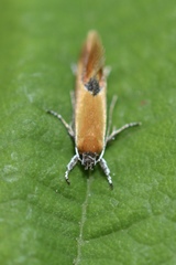 Batia lunaris