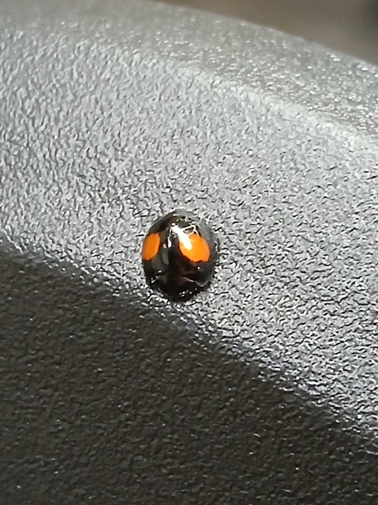 Cactus Lady Beetle from McLennan County, US-TX, US on September 18 ...