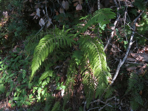 Image of Dudley's Shield Fern (Polystichum dudleyi) by no rights reserved