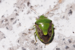 Plautia crossota
