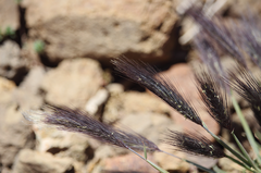 Hordeum comosum