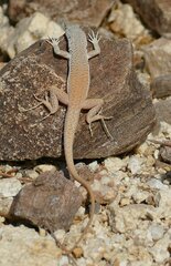 Bill's Sand Lizard photo 4