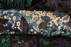 Stereum sanguinolentum