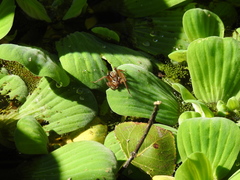 Diapontia