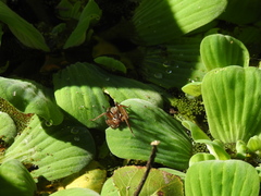 Diapontia