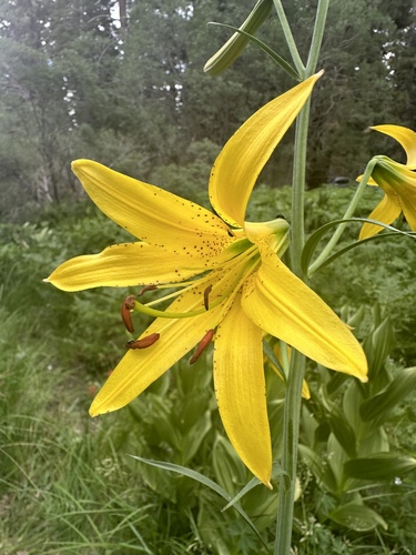 Image of Lemon Lily (Lilium parryi) by (c) Melanie J. Davis, some rights reserved (CC BY)