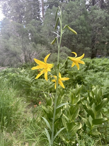 Image of Lemon Lily (Lilium parryi) by (c) Melanie J. Davis, some rights reserved (CC BY)