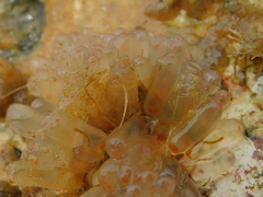 Ecteinascidia turbinata