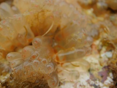 Ecteinascidia turbinata