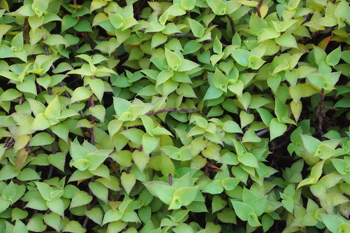 Callisia repens
