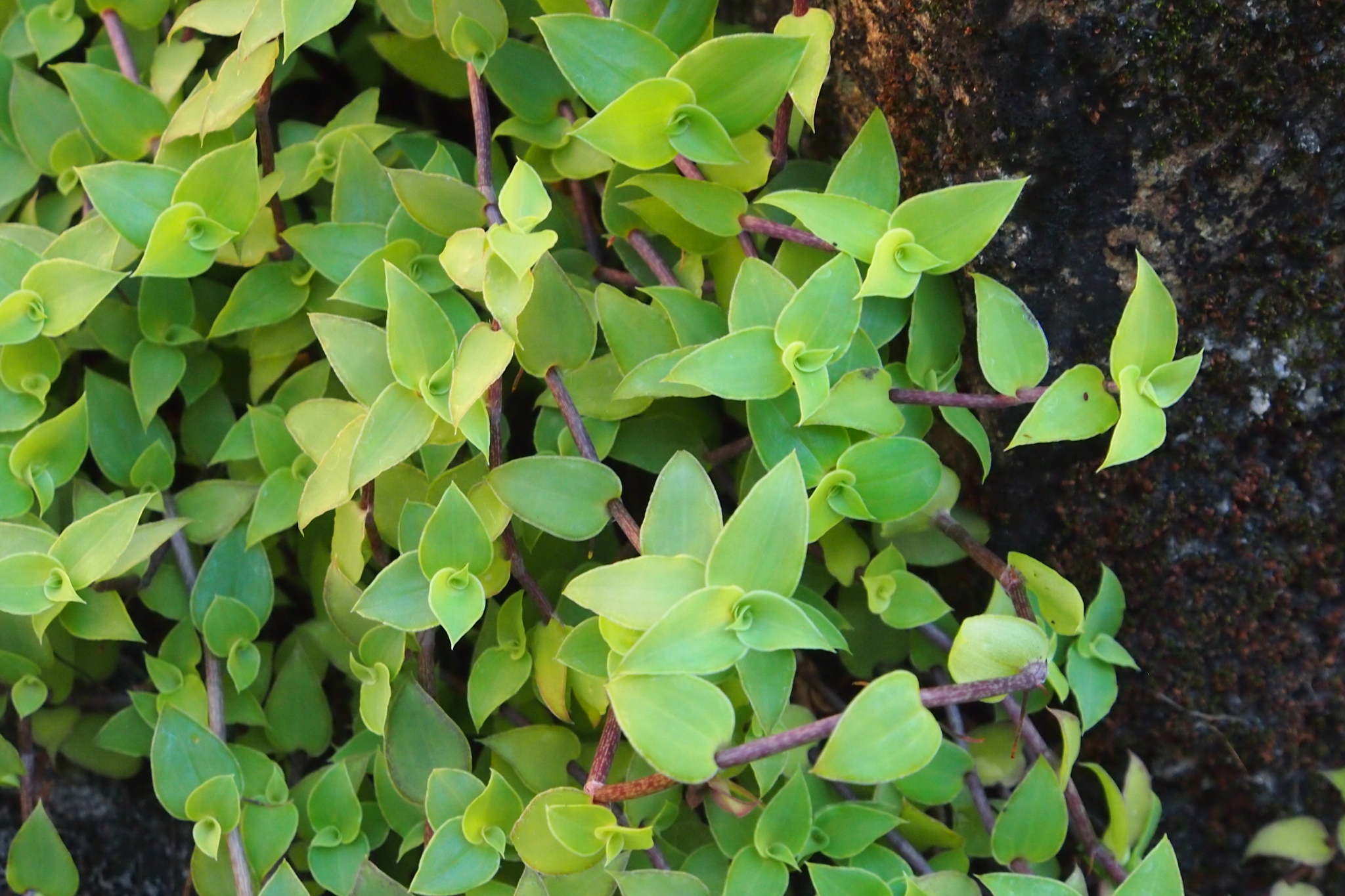 Callisia repens