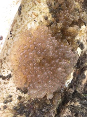 Ecteinascidia turbinata