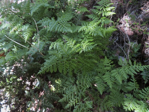 Image of Aspidotis californica by no rights reserved
