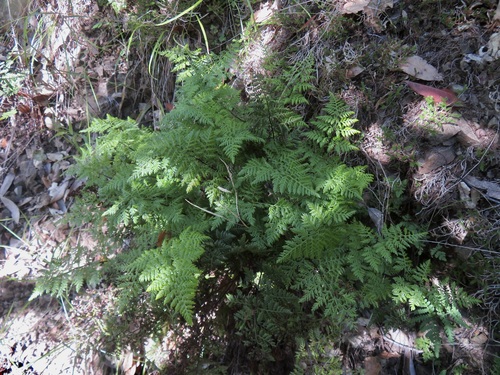 Image of Aspidotis californica by no rights reserved