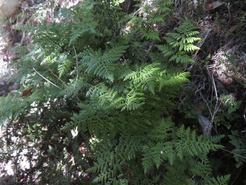 Image of Aspidotis californica by no rights reserved