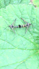 Synanthedon tipuliformis