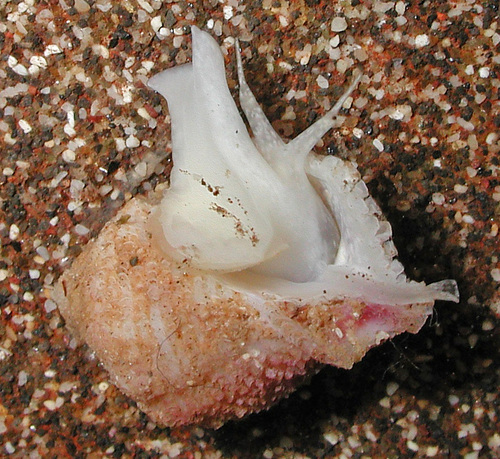 taxonomy_inaturalist image for Coralliophila abbreviata