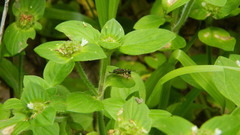 Phylloscyrtus amoenus