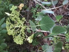Hydrangea cinerea