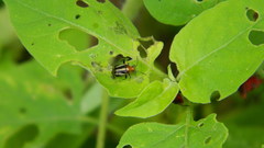 Horciasinus signoreti