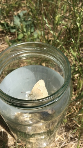 iNaturalist observation photo of Common Ringlet