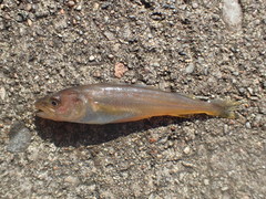 Merlangius merlangus