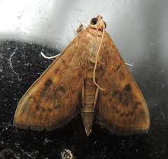 Psara obscuralis