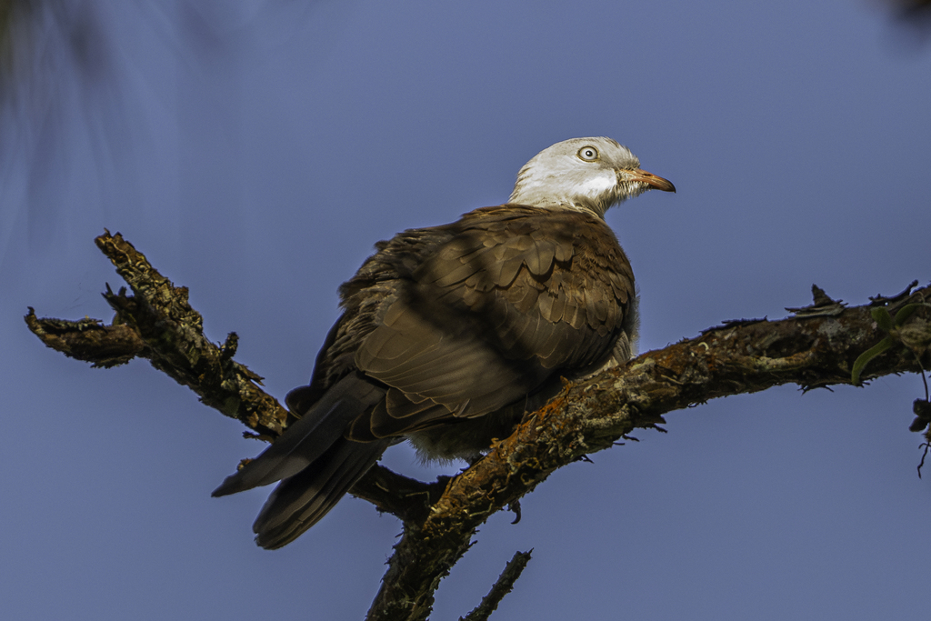 Mountain Imperial Pigeon