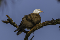 Mountain Imperial Pigeon photo 1