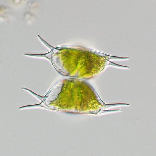 Staurastrum wildemanii