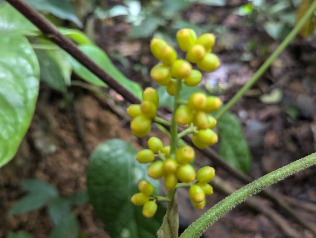 Heptapleurum farinosum (Heptapleurum farinosum)