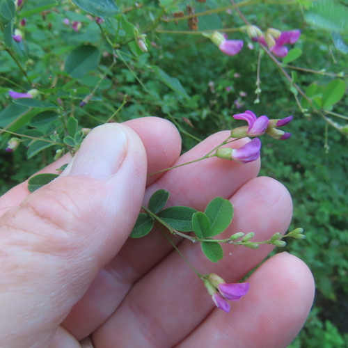 Lespedeza melanantha iNat (1)