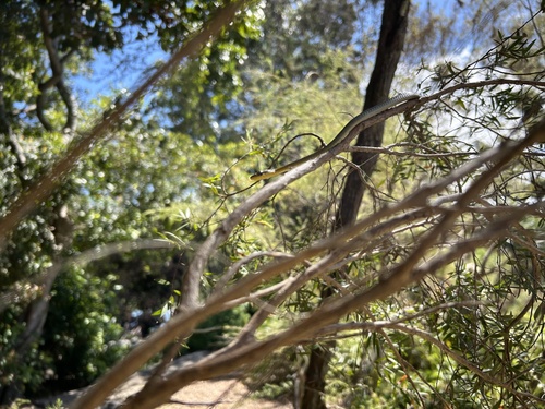 Common Tree Snake sighting