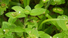 Phylloscyrtus amoenus