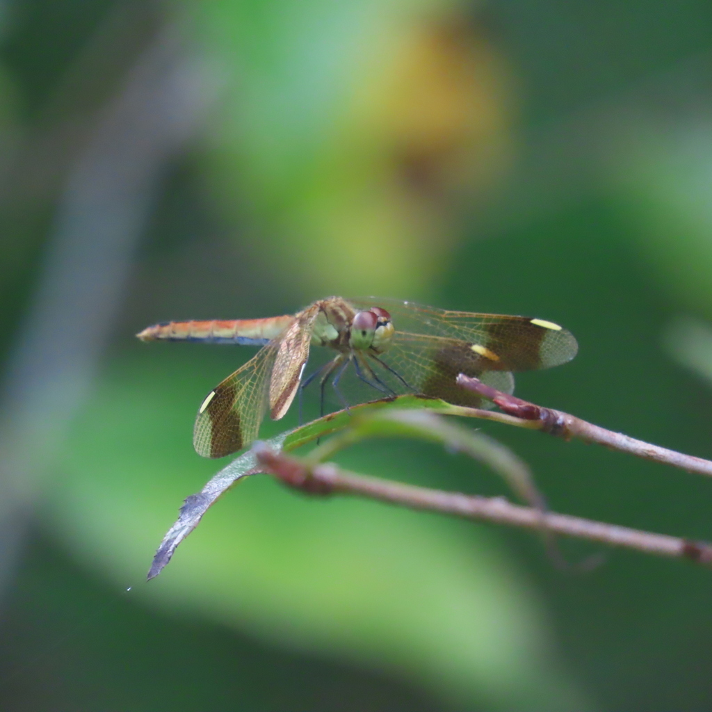 Banded Darter from Samdong-myeon, Namhae-gun, Gyeongsangnam-do, South ...
