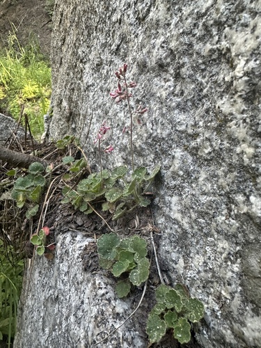 Image of Shaggy-Haired Alumroot (Heuchera hirsutissima) by (c) Melanie J. Davis, some rights reserved (CC BY)