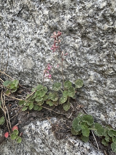 Image of Heuchera hirsutissima by (c) Melanie J. Davis, some rights reserved (CC BY)