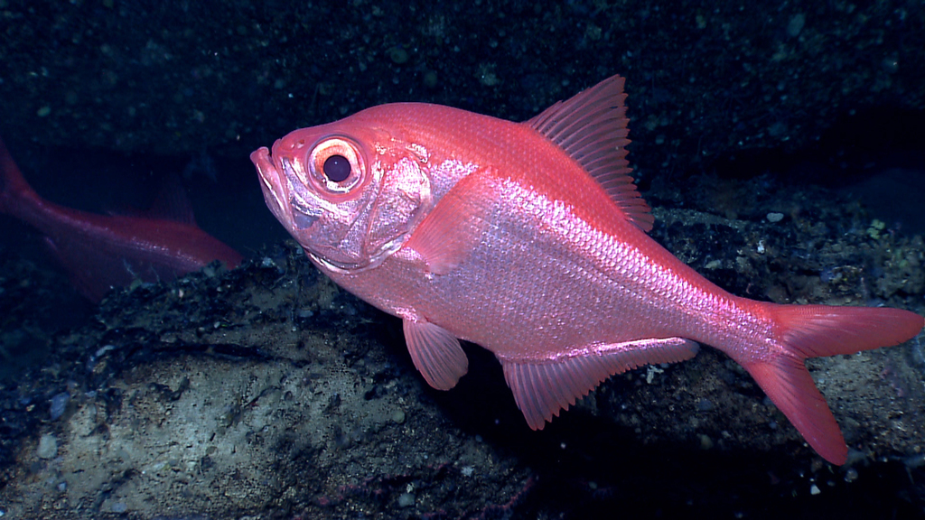 Splendid Alfonsino