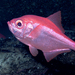 Alfonsino - Photo (c) NOAA Photo Library, some rights reserved (CC BY)