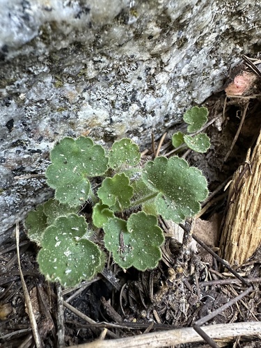 Image of Heuchera hirsutissima by (c) Melanie J. Davis, some rights reserved (CC BY)