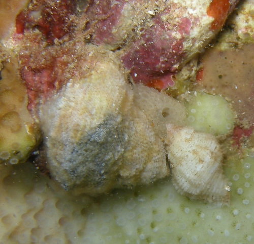 Coralliophila erosa observed 2011-11-03