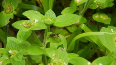 Phylloscyrtus amoenus