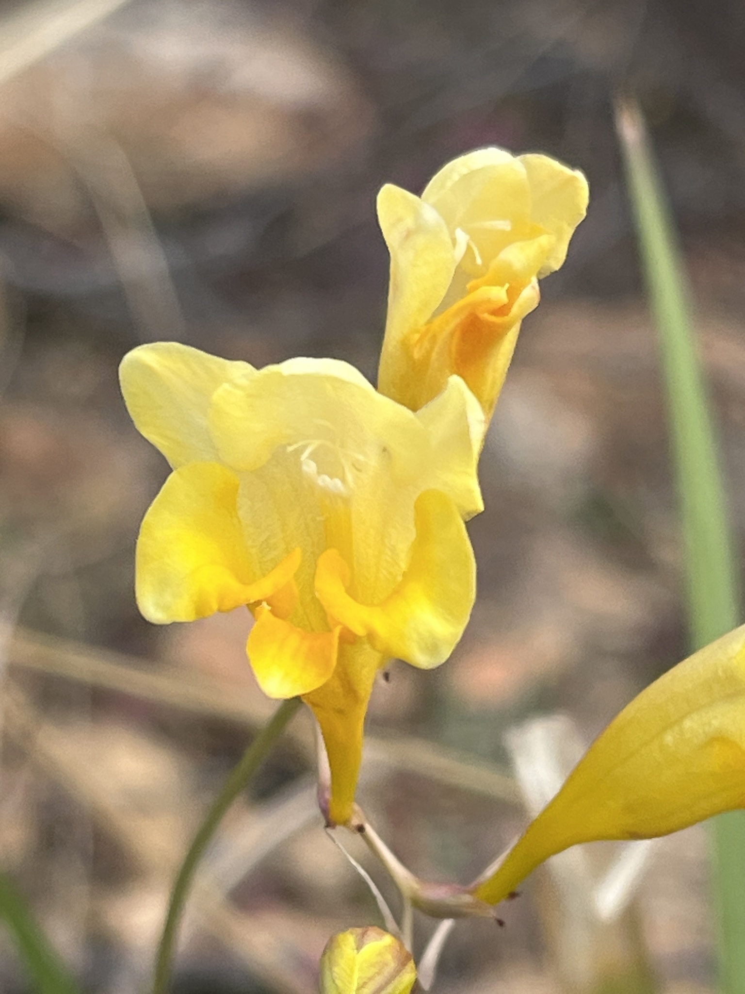 Imagem de freesia