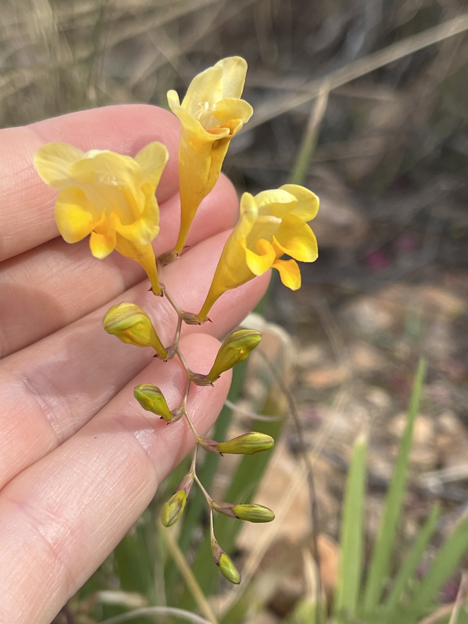 Imagem de freesia