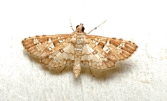 Nomophilini