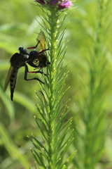 Promachus vertebratus