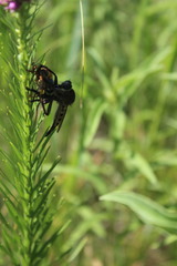 Promachus vertebratus